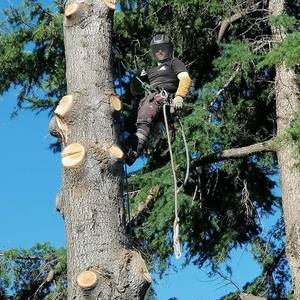 Travaux forestiers à Berre-les-Alpes - Rodriguez Élagage12