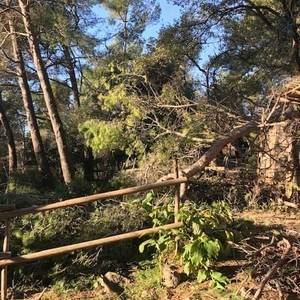 Travaux forestiers à Berre-les-Alpes - Rodriguez Élagage9