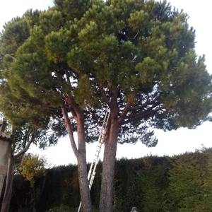 Travaux forestiers à Berre-les-Alpes - Rodriguez Élagage18