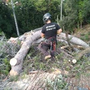 Travaux forestiers à Berre-les-Alpes - Rodriguez Élagage8